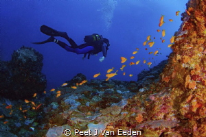 Gliding through the deep blue waters of Seven mile reef a... by Peet J Van Eeden 